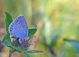 Attēlu rezultāti vaicājumam “Everes argiades”