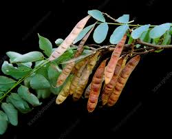 Attēlu rezultāti vaicājumam “Robinia pseudoacacia fruit”