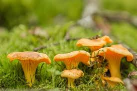 Attēlu rezultāti vaicājumam “Cantharellus cibarius”