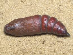 Attēlu rezultāti vaicājumam “Sphinx pinastri larva”