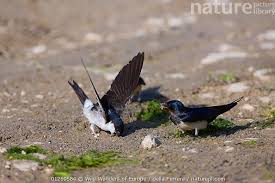 Attēlu rezultāti vaicājumam “Delichon urbicum”