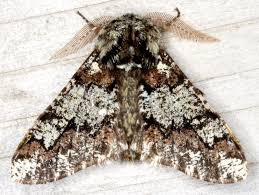 Attēlu rezultāti vaicājumam “Biston strataria”