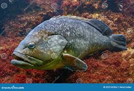 Image result for Epinephelus marginatus