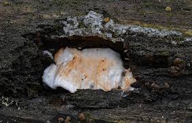 Attēlu rezultāti vaicājumam “Postia leucomallella”