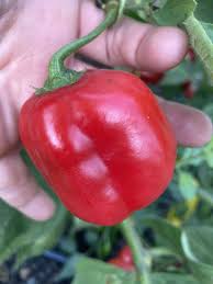 Afbeeldingsresultaat voor red rocoto hot pepper