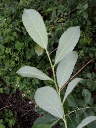Attēlu rezultāti vaicājumam “Salix cinerea”