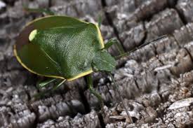 Attēlu rezultāti vaicājumam “Chlorochroa juniperina”