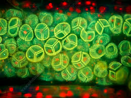 Attēlu rezultāti vaicājumam “Helodium blandowii sporophyte”