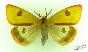 Attēlu rezultāti vaicājumam “Diacrisia sannio male”