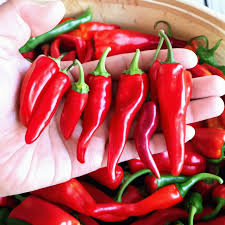 Afbeeldingsresultaat voor chili maya hot pepper hot pepper