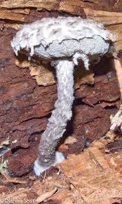 Attēlu rezultāti vaicājumam “Strobilomyces strobilaceus”