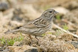 Image result for Emberiza spodocephala