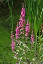 Image result for Lythrum salicaria