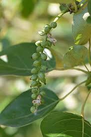 Attēlu rezultāti vaicājumam “Populus laurifolia”