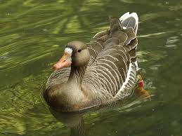 Attēlu rezultāti vaicājumam “Anser albifrons”