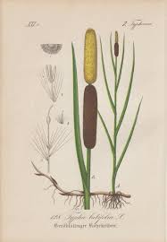 Image result for Rohrkolben