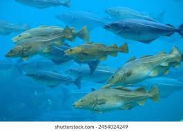 Image result for Gadus morhua