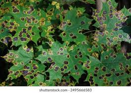 Attēlu rezultāti vaicājumam “Rhytisma acerinum”