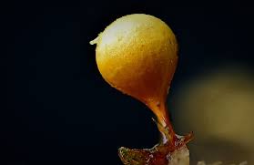 Attēlu rezultāti vaicājumam “Trichia crateriformis macro”