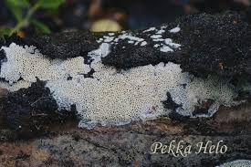 Attēlu rezultāti vaicājumam “Ceriporiopsis aneirina”