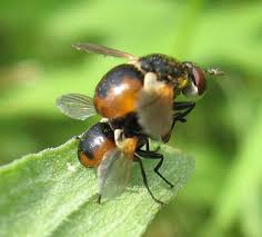 Attēlu rezultāti vaicājumam “Gymnosoma sp.”