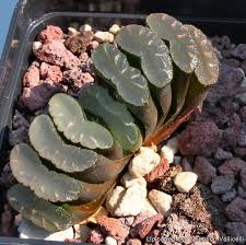 Image result for Haworthia