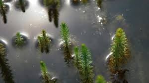 Attēlu rezultāti vaicājumam “Hippuris vulgaris”