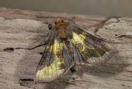 Attēlu rezultāti vaicājumam “Diachrysia tutti”