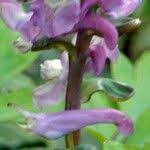 Attēlu rezultāti vaicājumam “Corydalis cava fruit”