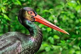 Attēlu rezultāti vaicājumam “Ciconia nigra adult”