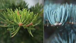 Attēlu rezultāti vaicājumam “Abies concolor”