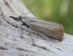 Attēlu rezultāti vaicājumam “Chrysoteuchia culmella”