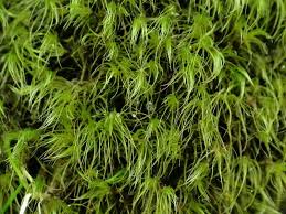 Attēlu rezultāti vaicājumam “Dicranodontium denudatum”