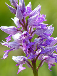 Attēlu rezultāti vaicājumam “Orchis militaris”