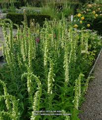 Image result for Digitalis lutea