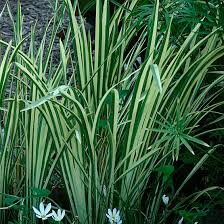 Image result for Acorus calamus