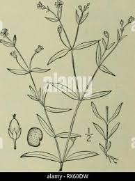 Attēlu rezultāti vaicājumam “Stellaria crassifolia leaf”