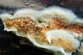 Attēlu rezultāti vaicājumam “Leucogyrophana mollusca”