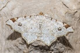 Attēlu rezultāti vaicājumam “Macaria notata”