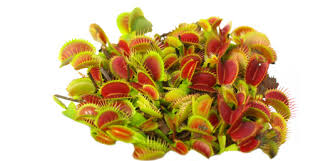 Attēlu rezultāti vaicājumam “Diachea muscorum”