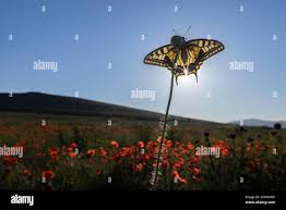 Attēlu rezultāti vaicājumam “Papilio machaon underside”
