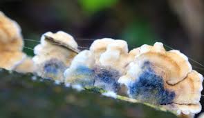 Attēlu rezultāti vaicājumam “Plicaturopsis crispa”