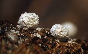 Attēlu rezultāti vaicājumam “Didymium serpula spores”