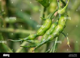 Image result for Raphanus sativus ssp. Oleiformes