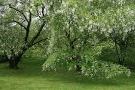 Attēlu rezultāti vaicājumam “Cladrastis kentukea”