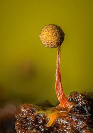 Attēlu rezultāti vaicājumam “Physarum, Nannengaella sp.”