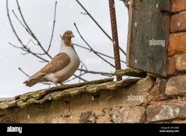 Attēlu rezultāti vaicājumam “Columba livia f. domestica”