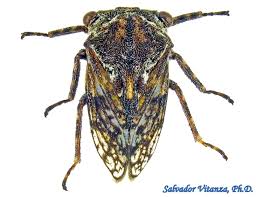 Attēlu rezultāti vaicājumam “Membracidae”