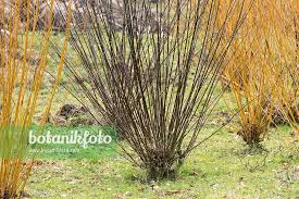 Attēlu rezultāti vaicājumam “Salix daphnoides”