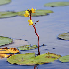 Attēlu rezultāti vaicājumam “Utricularia vulgaris”